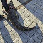 image for Apparently someone at the Phillies game tonight tried to bring in a “service alligator”