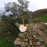 image for Vandals have cut down the 300 yr old tree at Sycamore Gap - Hadrian's Wall (Northumberland, England)