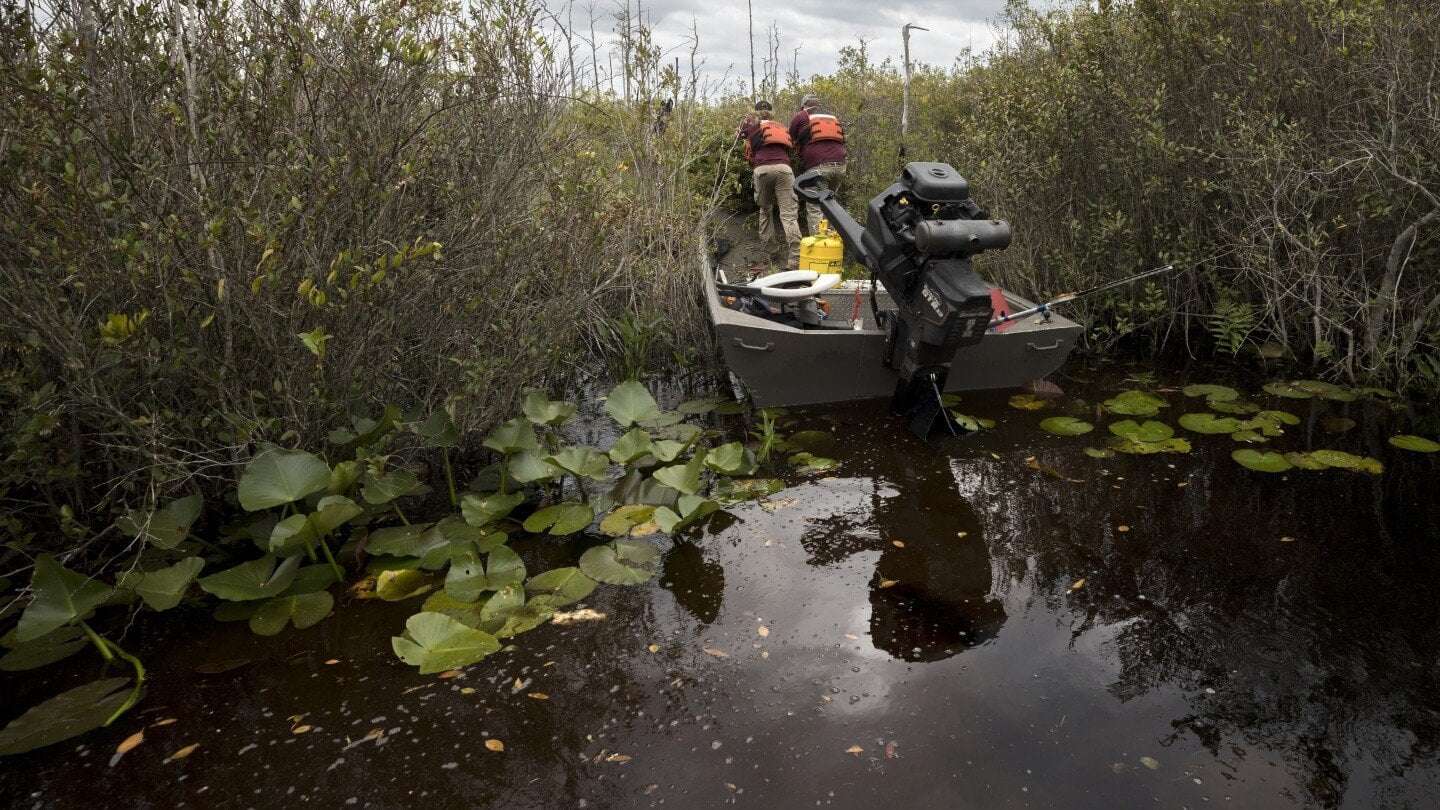 image for U.S. to nominate Okefenokee Swamp refuge for listing as UNESCO World Heritage site