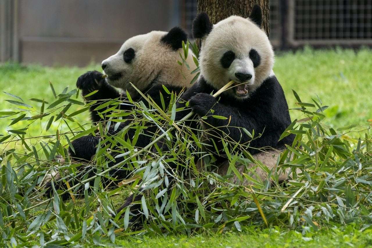 image for U.S. will have no pandas for the first time in 50 years