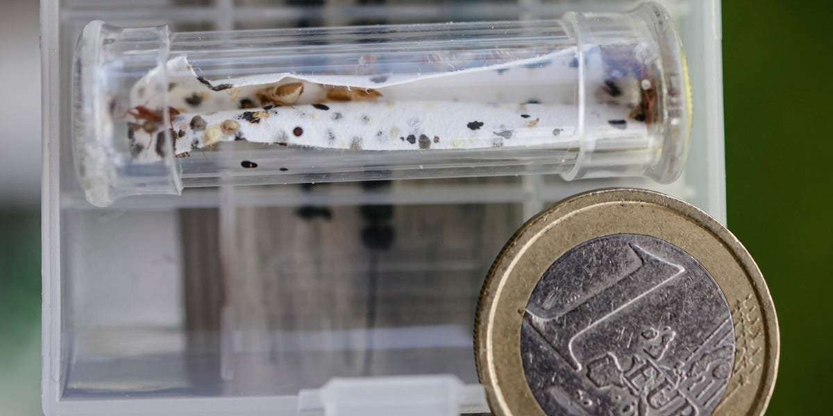 image for Paris is battling an infestation of bloodsucking bedbugs on trains and in movie theaters as the city gets ready to host the 2024 Olympics