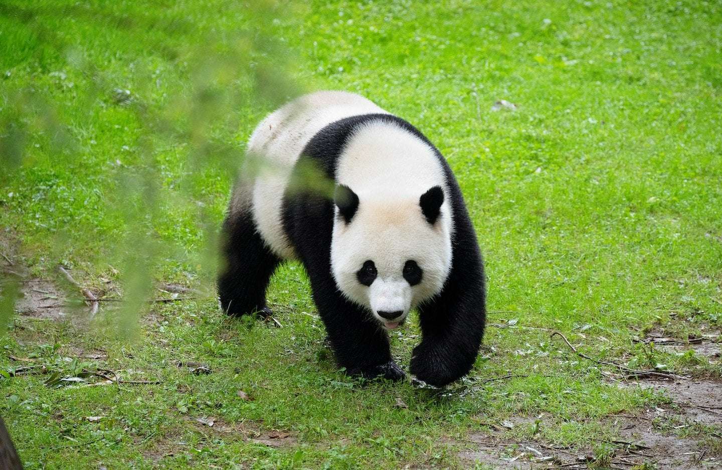 image for China takes back pandas from zoos in U.S., U.K.