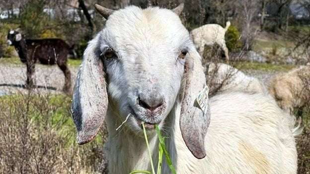 image for The goats fighting fires in Los Angeles