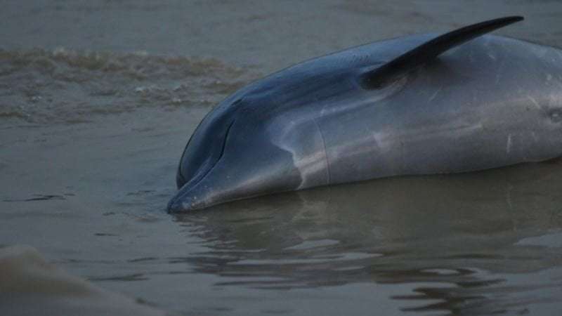 image for More than 100 dolphins dead in Amazon as water hits 102 degrees Fahrenheit