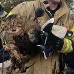 image for Father-in-law got this pic of a cat saved from a fire in SE Michigan