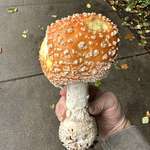 image for Found a Super Mario Bros mushroom. Not sure if it'll make me taller or if I'll shoot fireballs. Ha!