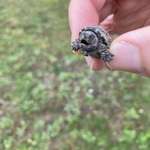 image for Found a baby snapping turtle and returned it to the water