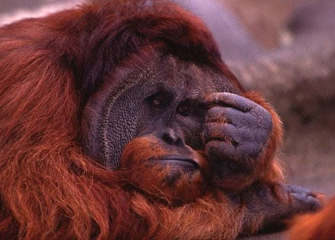 image for Great apes go through mid-life crisis