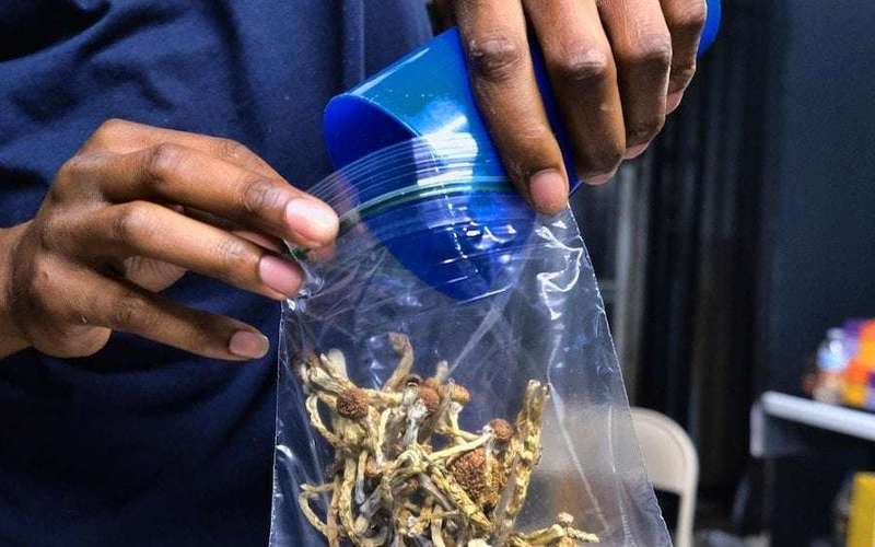 image for California Gov. Gavin Newsom vetoes bill that would have decriminalized psychedelic mushrooms