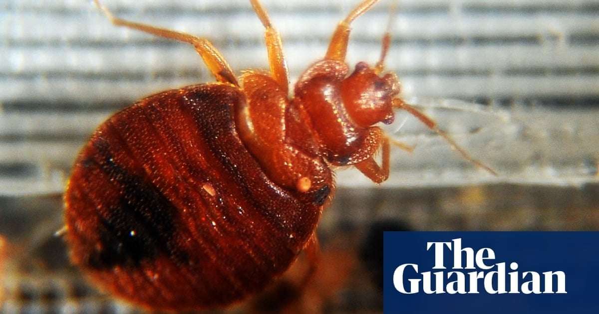 image for France closes seven schools over bedbug infestations
