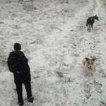 image for There are three dogs in this photo, and no person.
