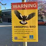 image for Sign Warning of Swooping Birds, in Australia.