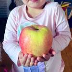 image for My 4 year old daughter with an apple from our garden. Quite a harvest!