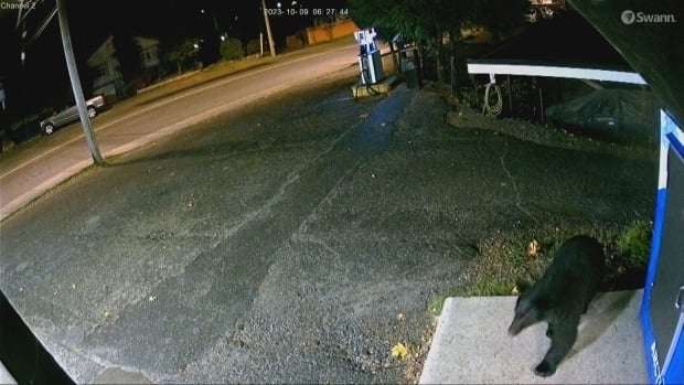 image for Black bear walks into a gas station bar, takes a pack of gummy bears and leaves