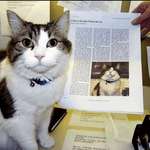 image for Pic of Oscar the Cat who predicted over 100 deaths accurately.
