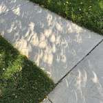 image for Eclipse shaped shadows through leaves during a solar eclipse