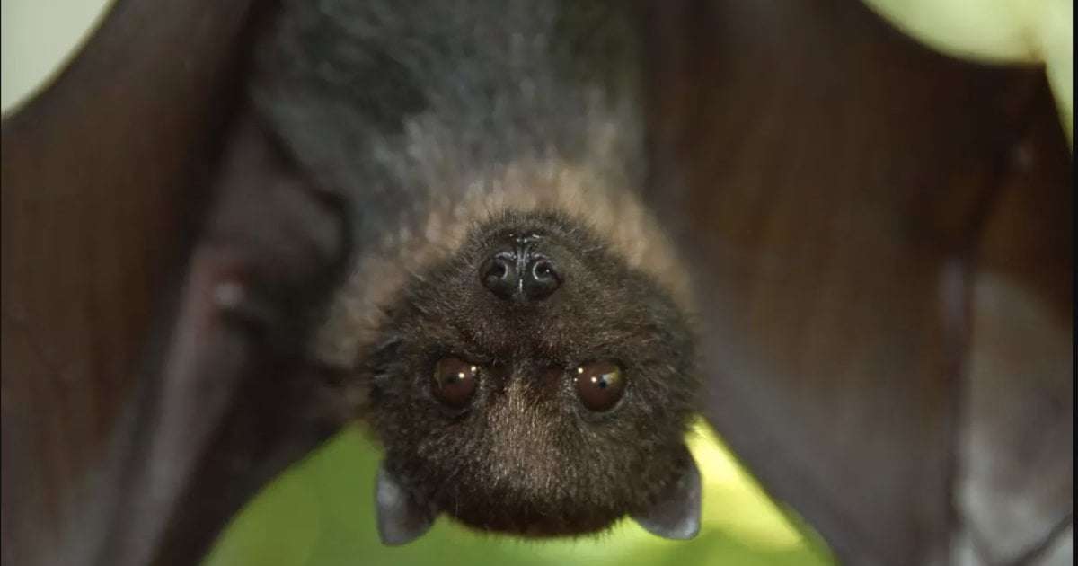 image for 21 species removed from endangered list due to extinction, U.S. wildlife officials say