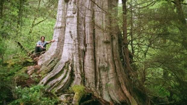 image for Behemoth tree in North Vancouver is nearly as wide as a Boeing 747 airplane cabin, biologist says