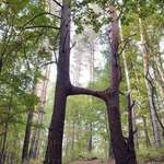 image for Inosculation is a natural phenomenon in which trunks, branches or roots of two trees grow together.