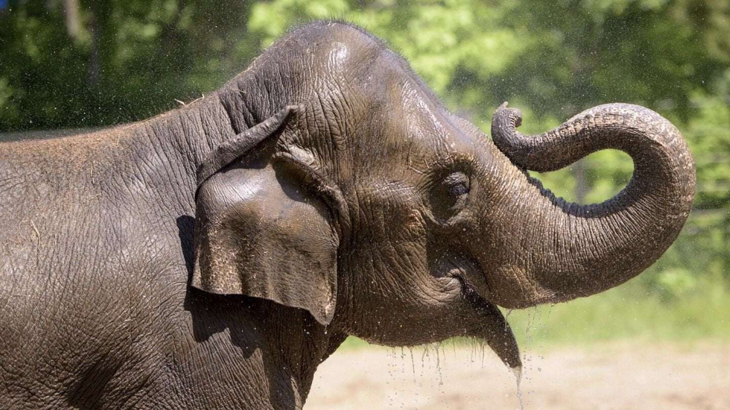 image for Elephant dies at St. Louis Zoo shortly after her herd became agitated from a dog running loose