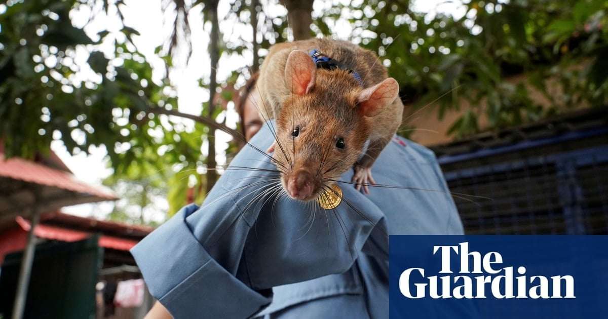image for From ferret electricians to landmine-sniffing rats – meet the extraordinary animals that work for a living