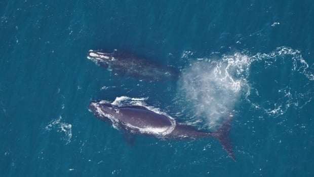 image for North Atlantic right whale population has steadied, scientists say
