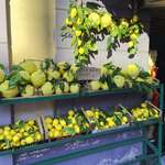 image for I saw these huge lemons on display outside a grocery shop in Sorrento this summer.