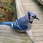 image for A blue jay from the Ohio Bird Sanctuary.