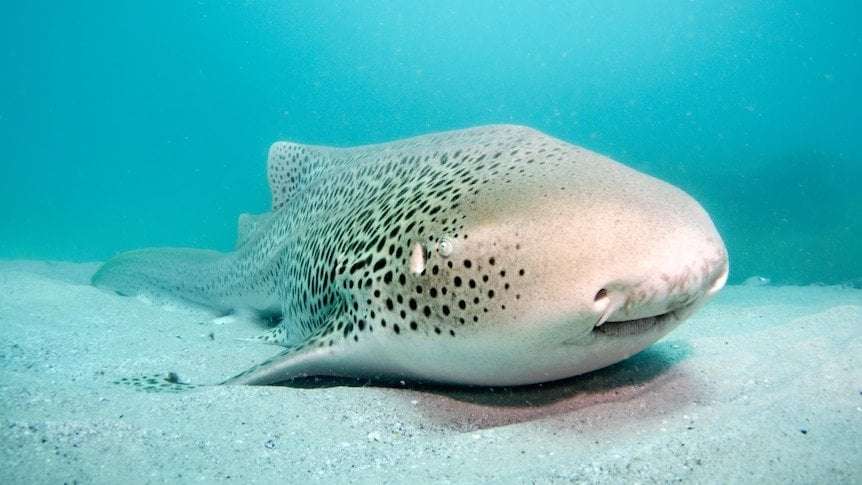 image for How a Sydney aquarium is helping endangered zebra sharks bounce back in Indonesia