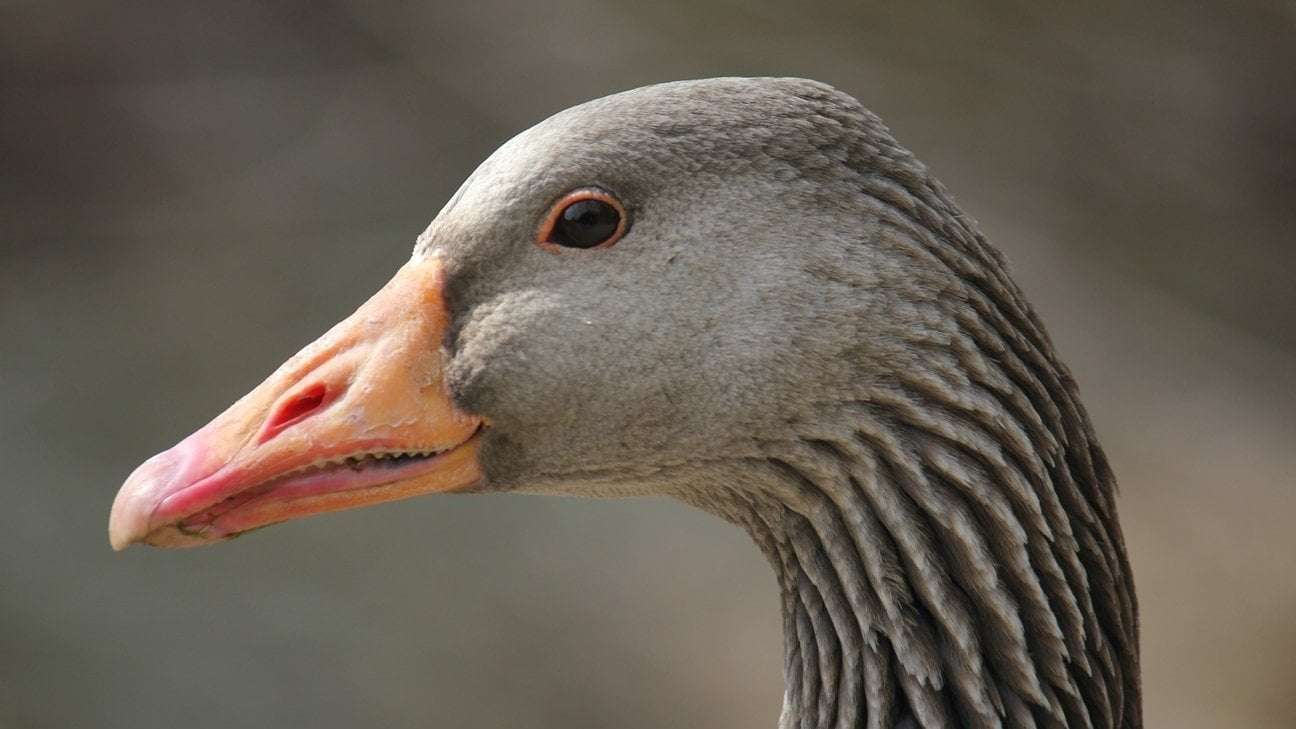 image for Enhance! HORNK! Artificial intelligence can now ID individual geese