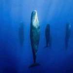 image for Sperm whales and their mysterious vertical sleep.