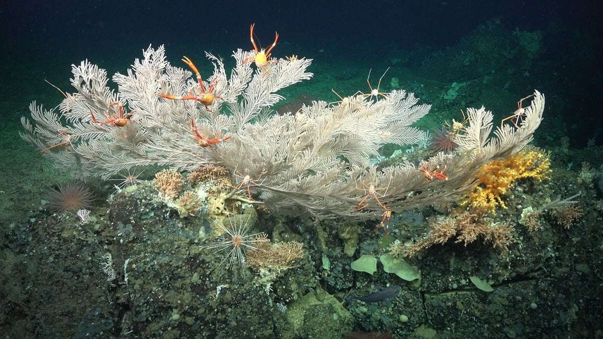 image for Pristine coral reefs discovered near Galápagos Islands are thousands of years old and teeming with life