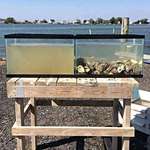 image for The water in both tanks is from the same time and place. The tank on the right has Oysters.