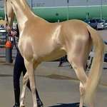 image for An Akhal horse which is a rare breed from Turkmenistan.