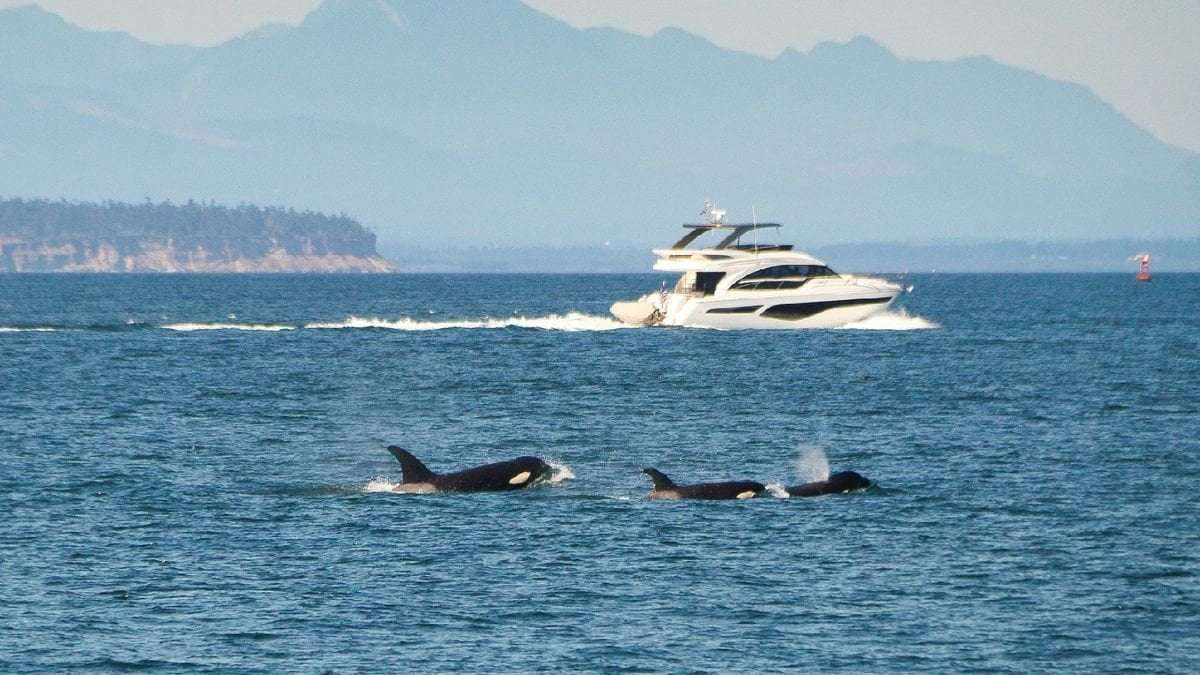 image for Orcas sink another boat in Europe after a nearly hour-long attack