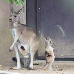 image for A baby kangaroo that looks like 'disappointed cricket fan'