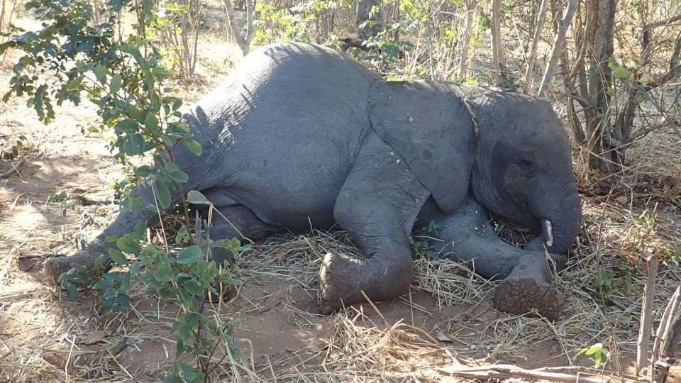 image for Mystery of African elephants dropping dead unraveled by scientists