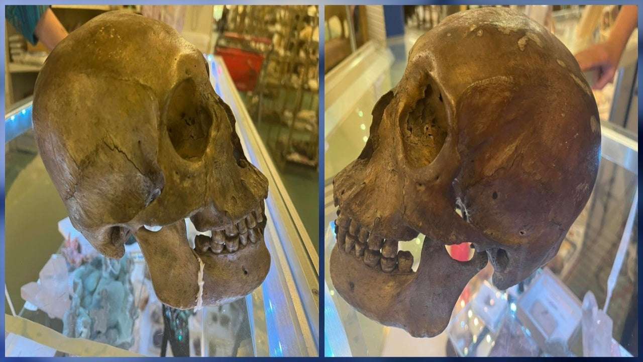 image for Real human skull found for sale at Florida thift store, officials say