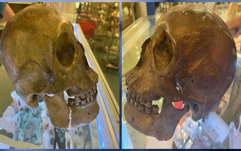 image for Real human skull found for sale at Florida thift store, officials say