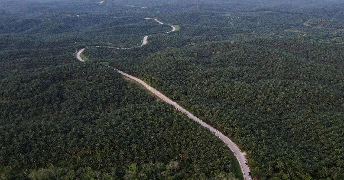 image for Indonesia says 200,000 hectares of palm plantations to be made forests