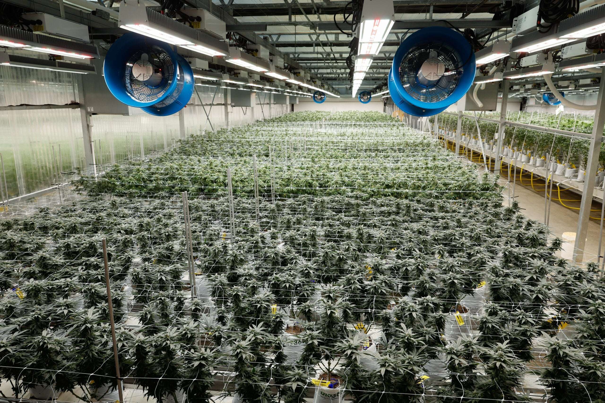 image for Marijuana legalization would add $260M to Ohio economy, study predicts