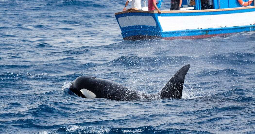 image for Orcas Sink Fourth Boat Off Iberia, Unnerving Sailors
