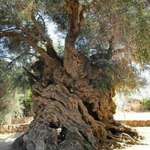 image for The Olive Tree of Vouves, located in Ano Vouves on the island of Crete in Greece, is over 3,000 year