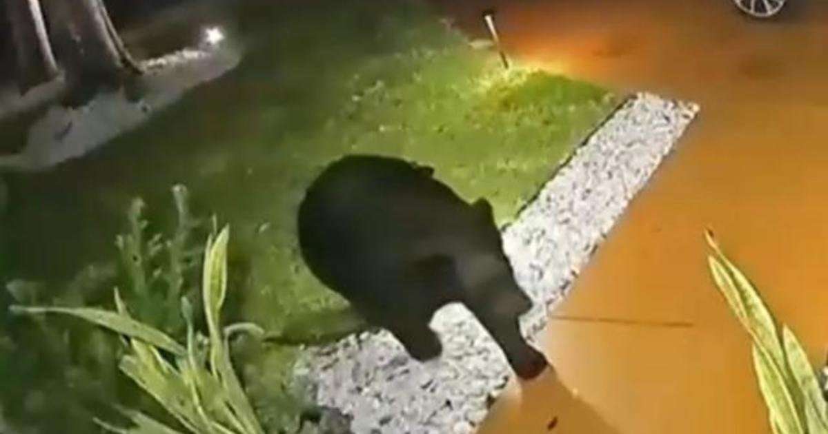 image for A bear stole a Taco Bell delivery order from a Florida family's porch — and "then he came again for the soda"