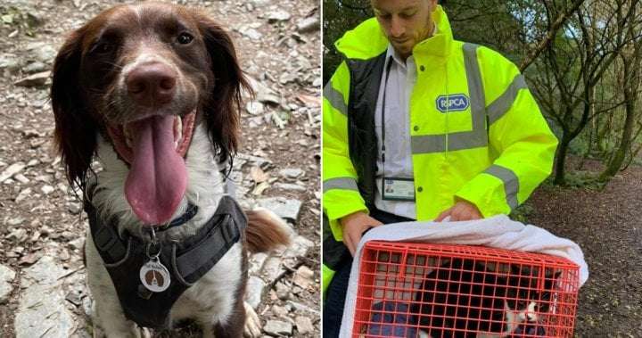 image for Dog leads family to missing cat that fell into 30-metre mineshaft - National