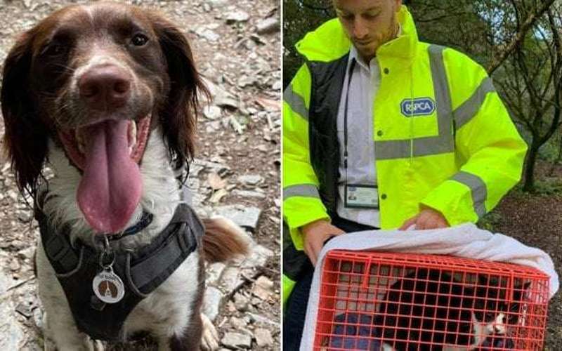 image for Dog leads family to missing cat that fell into 30-metre mineshaft - National