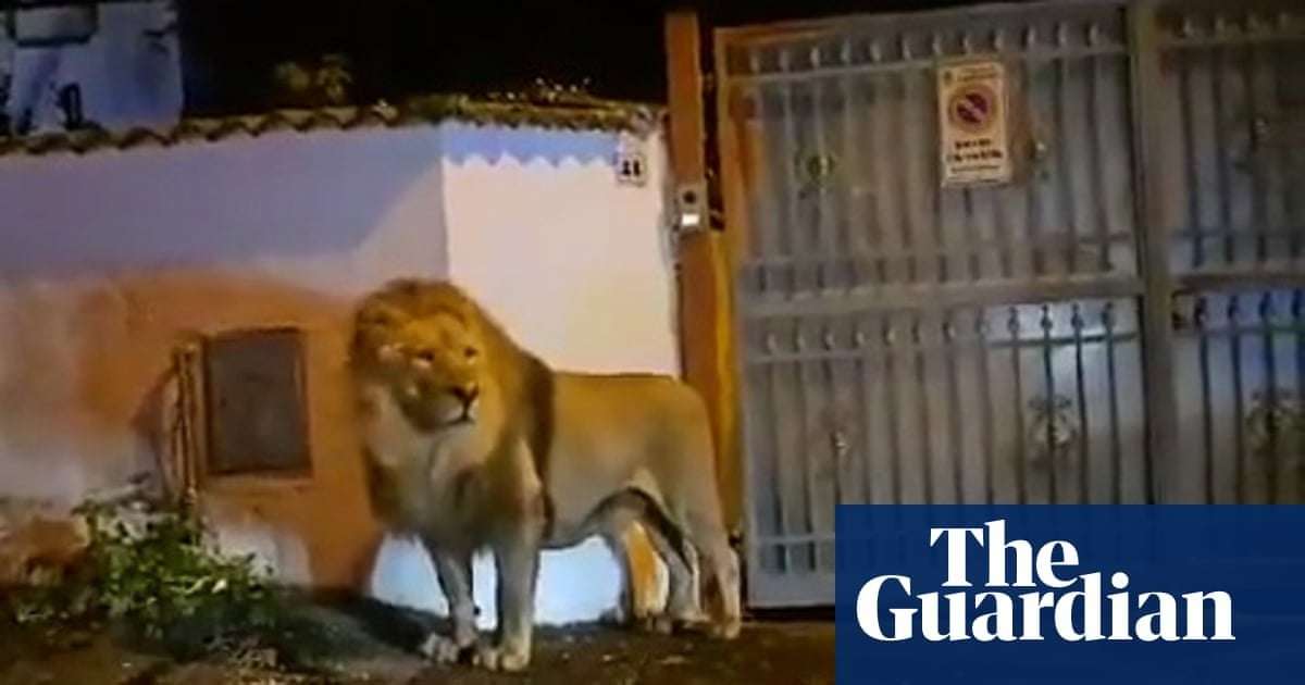 image for Lion wanders streets of Italian town after escaping from circus