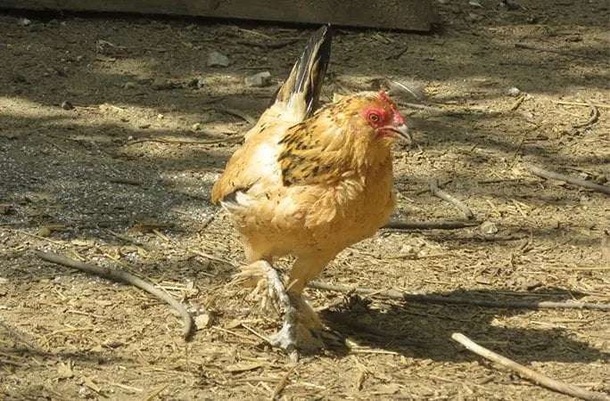 image for Meet Peanut, the World’s Oldest Living Chicken at 21 Years of Age