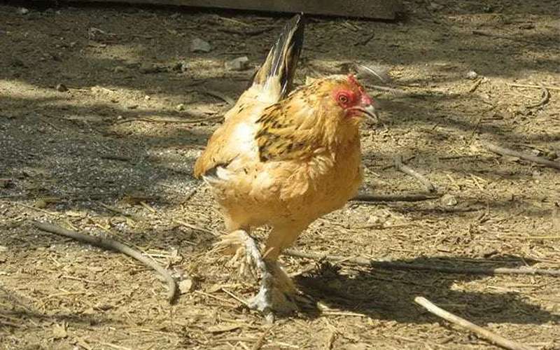 image for Meet Peanut, the World’s Oldest Living Chicken at 21 Years of Age