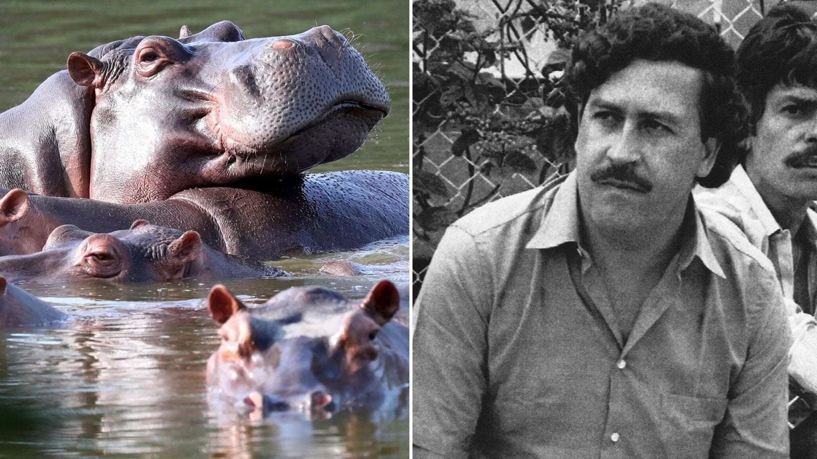 image for Colombia starts sterilising hippos descended from drug kingpin Pablo Escobar's pets
